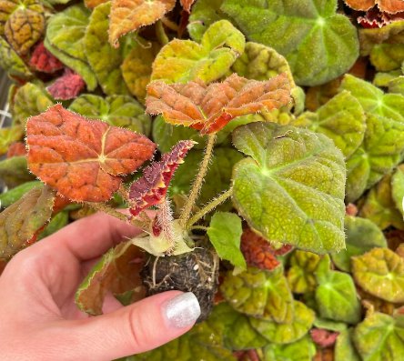 Starter Plant 4 Live Plant Begonia 'Autumn Embers' For Garden