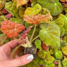 Starter Plant 4 Live Plant Begonia 'Autumn Embers' For Garden