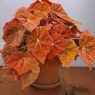 8 Live Plant Begonia Starter Plant 'Autumn Embers' For Garden