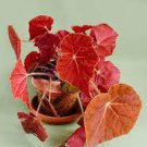 Starter Plant 'Autumn Embers' 16 Live Plant Begonia For Garden