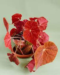 Starter Plant 'Autumn Embers' 16 Live Plant Begonia For Garden