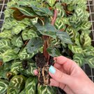 1 Live Plant Calathea Makoyana (The Peacock Plant) Starter Plant For Garden
