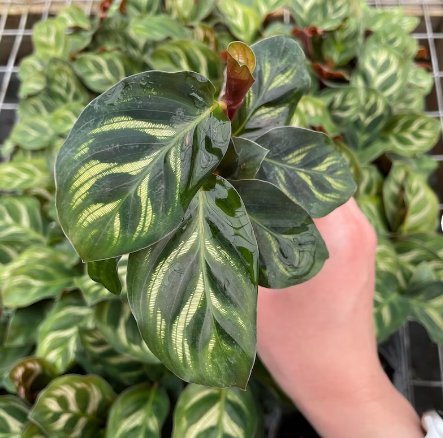 8 Starter Plant Calathea Makoyana Live Plant (The Peacock Plant) For Garden
