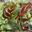 Calathea Makoyana Live Plant (The Peacock Plant) 16 Starter Plant For Garden