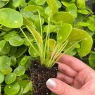Peperomioides 'Chinese Money Plant' 2 Live Plant Pilea Starter Plant For Garden