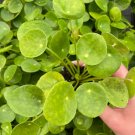 'Chinese Money Plant' 4 Peperomioides Live Plant Pilea Starter Plant For Garden