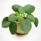 Peperomioides Live Plant Pilea 16 'Chinese Money Plant' Starter Plant For Garden