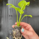 2 Live Plant Philodendron Enzie Xanadu Starter Plant For Garden