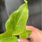 Xanadu Starter Plant Philodendron Enzie 8 Live Plant For Garden