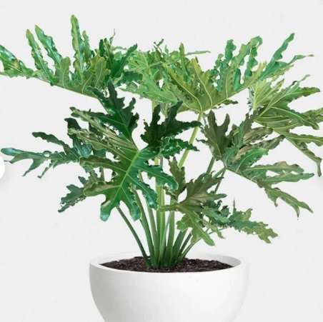 1 Philodendron Hope Starter Plant Live Plant For Garden