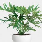 1 Philodendron Hope Starter Plant Live Plant For Garden