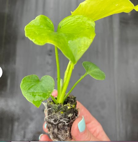 Starter Plant 2 Philodendron Hope Live Plant For Garden