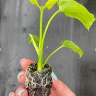 Philodendron Hope Starter Plant 4 Live Plant For Garden