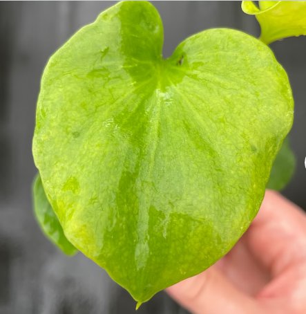 8 Live Plant Philodendron Hope Starter Plant For Garden