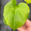 8 Live Plant Philodendron Hope Starter Plant For Garden