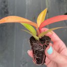 Philodendron 'Prince of Orange' Starter Plant 2 Live Plant For Garden