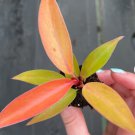 4 Live Plant Philodendron 'Prince of Orange' Starter Plant For Garden