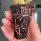 'Prince of Orange' Starter Plant 8 Live Plant Philodendron For Garden
