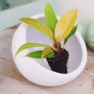 Starter Plant 16 'Prince of Orange' Live Plant Philodendron For Garden