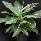 1 Dieffenbachia 'Sterling' Starter Plant Live Plant For Garden