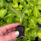 Starter Plant 2 Dieffenbachia 'Sterling' Live Plant For Garden