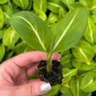 Starter Plant 4 Sterling' Live Plant Dieffenbachia 'For Garden