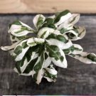 Alternanthera Snow Queen Starter Plant 1 Live Plant For Garden