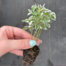 2 Live Plant Alternanthera Snow Queen Starter Plant For Garden