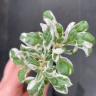 Snow Queen Starter Plant 4 Live Plant Alternanthera For Garden