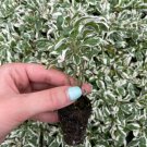 Starter Plant 8 Live Plant Snow Queen Alternanthera For Garden