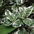 Starter Plant Queen Alternanthera 16 Live Plant Snow For Garden