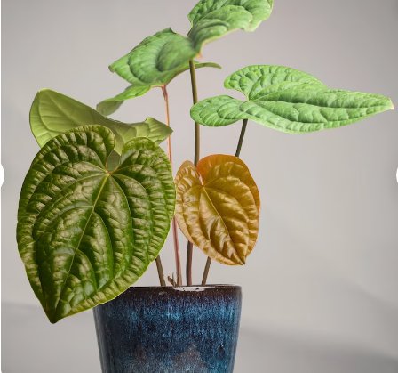 1 Anthurium Radicans x Luxurians Starter Live Plant For Garden