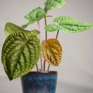 1 Anthurium Radicans x Luxurians Starter Live Plant For Garden