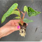 Luxurians Starter 2 Anthurium Radicans x Live Plant For Garden