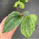 Anthurium Radicans x Live Plant 4 Luxurians Starter For Garden
