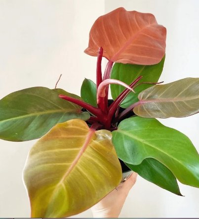 Live Plant 1 Philodendron 'McColley's Finale' Starter Plant For Garden