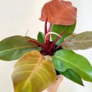 Live Plant 1 Philodendron 'McColley's Finale' Starter Plant For Garden