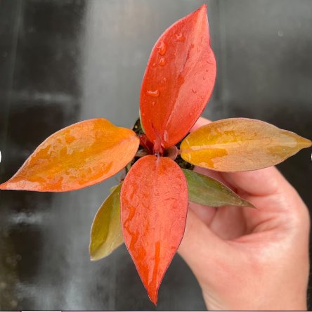 Live Plant 1 Philodendron 'McColley's Finale' Starter Plant For Garden