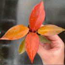 Live Plant 1 Philodendron 'McColley's Finale' Starter Plant For Garden