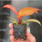 'McColley's Finale' Starter Plant For Garden 4 Philodendron Live Plant