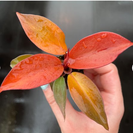 Starter Plant For Garden 8 Philodendron Live Plant 'McColley's Finale'