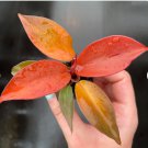 Starter Plant For Garden 8 Philodendron Live Plant 'McColley's Finale'