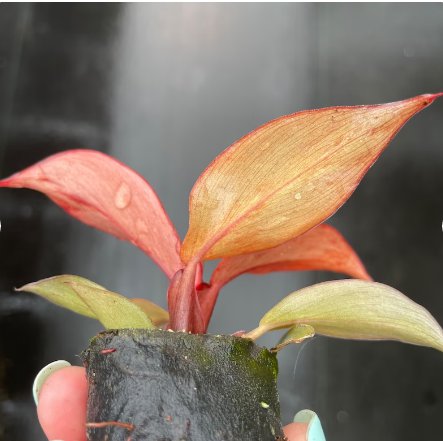 Philodendron Starter Plant For Garden 16 Live Plant 'McColley's Finale'