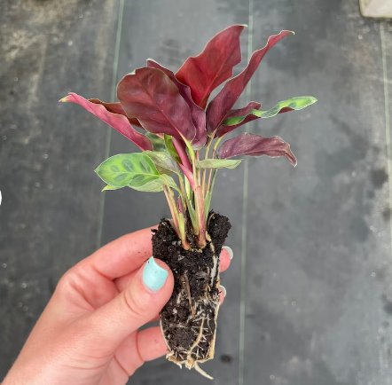 2 Live Plant Calathea Lancifolia Rattle Snake Starter Plant For Garden