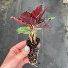 2 Live Plant Calathea Lancifolia Rattle Snake Starter Plant For Garden