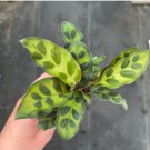 Calathea Lancifolia Rattle Snake Starter Plant 4 Live Plant For Garden