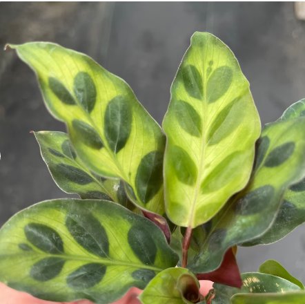 Starter Plant 8 Live Plant Calathea Lancifolia Rattle Snake For Garden