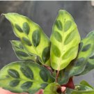 Starter Plant 8 Live Plant Calathea Lancifolia Rattle Snake For Garden