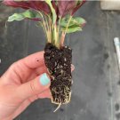 16 Live Plant Calathea Lancifolia Starter Plant Rattle Snake For Garden