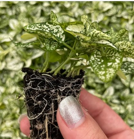 Hypoestes White 2 Live Plant 'Polka Dot Plant' Starter Plant For Garden